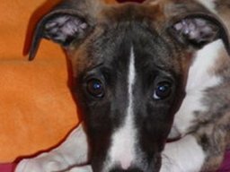 bella_20211201_1571547475